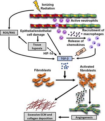 Preclinical models of radiation-induced cardiac toxicity: Potential mechanisms and biomarkers